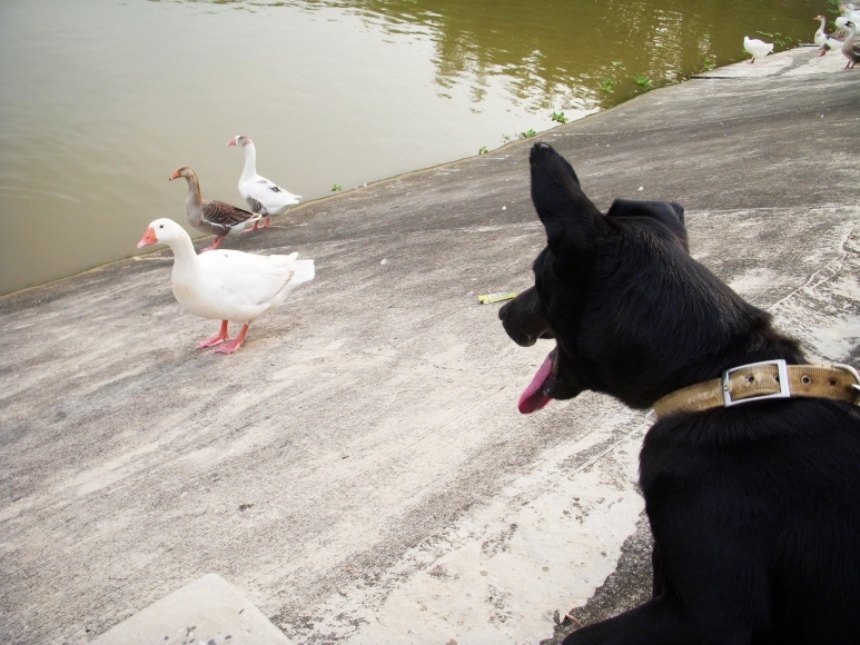 那是鵝那是鵝！